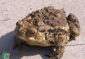 癩蛤蟆有毒嗎？捉了癩蛤蟆手會有毒嗎？