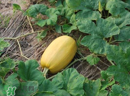 黃金瓜熱量高嗎？黃金瓜會胖嗎？