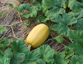 黃金瓜上火嗎？吃黃金瓜上火嗎？