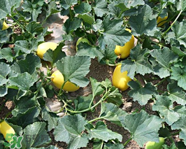 黃金瓜上火嗎？吃黃金瓜上火嗎？