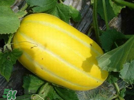 黃金瓜是熱性還是涼性？黃金瓜是涼性的嗎？