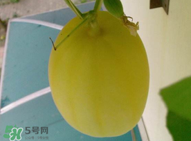 黃金瓜什么時候成熟？黃金瓜什么時候吃？