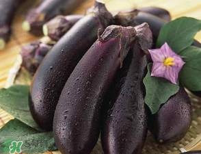 茄子怎么挑選？如何挑選茄子？