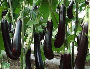 茄子怎么挑選？如何挑選茄子？