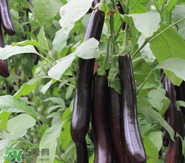 茄子皮敷臉可以祛斑嗎？茄子皮祛斑正確方法