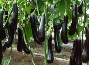 茄子皮敷臉可以祛斑嗎？茄子皮祛斑正確方法