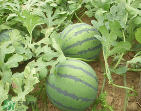 催熟的西瓜能吃嗎？催熟的西瓜吃了會怎樣？