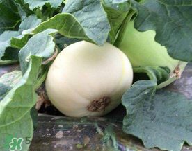 梨瓜怎么吃？梨瓜怎么吃好吃？