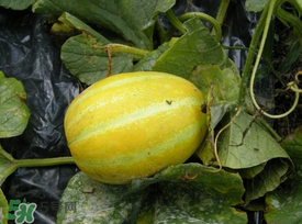 梨瓜怎么吃？梨瓜怎么吃好吃？