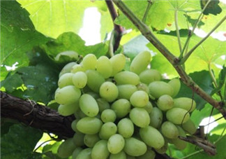 馬奶葡萄怎么保存？馬奶葡萄保存方法