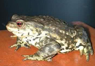 蟾蜍是害蟲(chóng)還是益蟲(chóng)？蟾蜍是幾級(jí)保護(hù)動(dòng)物