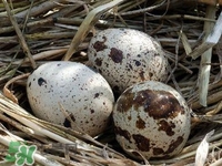 鵪鶉蛋能帶皮吃嗎？鵪鶉蛋能多吃嗎？