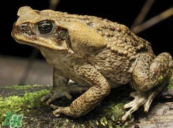 蟾蜍是害蟲還是益蟲？蟾蜍是幾級保護動物