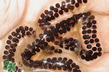 蟾蜍是不是癩蛤?。矿蛤芎颓嗤艿膮^(qū)別