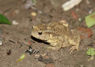 蟾蜍有什么作用？蟾蜍皮怎么服用