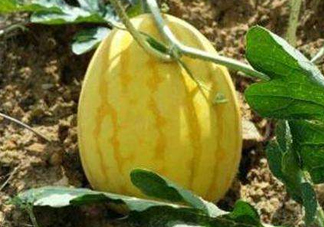 黃金瓜多少錢一斤？黃金瓜怎么挑選？