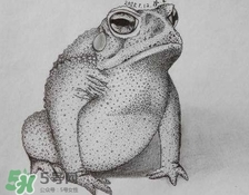 癩蛤蟆趴在腳面上是什么意思？癩蛤蟆趴到腳面上歇后語