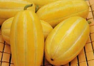 黃金瓜什么時候成熟？黃金瓜什么時候吃？