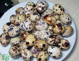 鵪鶉蛋和雞蛋哪個營養(yǎng)價值高？鵪鶉蛋怎么選購？