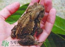 蟾蜍能治療癌癥嗎？蟾蜍能治什么病