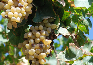 馬奶葡萄多少錢一斤？馬奶葡萄2017價格