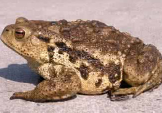 癩蛤蟆有毒嗎？捉了癩蛤蟆手會有毒嗎？