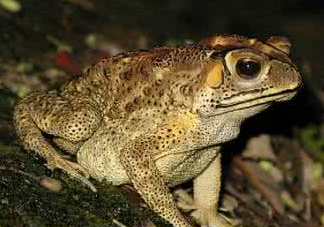 蟾蜍能治療癌癥嗎？蟾蜍能治什么病