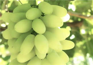 馬奶葡萄什么時候上市？馬奶葡萄2017上市時間