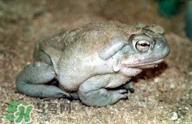 蟾蜍有毒嗎？蟾蜍皮有毒嗎