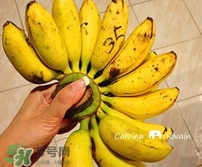 芭蕉什么時候成熟？芭蕉什么時候開花