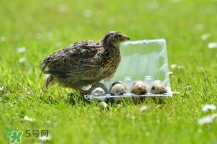 孕婦吃鵪鶉蛋會(huì)長(zhǎng)斑嗎？孕婦吃鵪鶉蛋好還是雞蛋好？