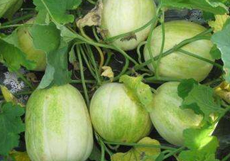 梨瓜可以吃皮嗎？梨瓜皮能吃嗎？