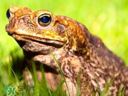 蟾蜍怎么讀？蟾蜍是保護(hù)動(dòng)物嗎？