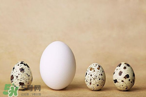 鵪鶉蛋能帶皮吃嗎？鵪鶉蛋能多吃嗎？
