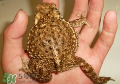 蟾蜍怎么讀？蟾蜍是保護(hù)動(dòng)物嗎？