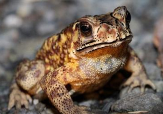 買(mǎi)賣(mài)活蟾蜍違法嗎？為什么抓蟾蜍犯法