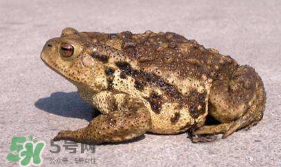 蟾蜍怎么分辨公母？蟾蜍如何養(yǎng)殖