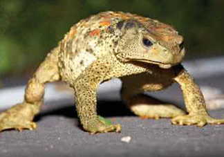 蟾蜍怎么分辨公母？蟾蜍如何養(yǎng)殖