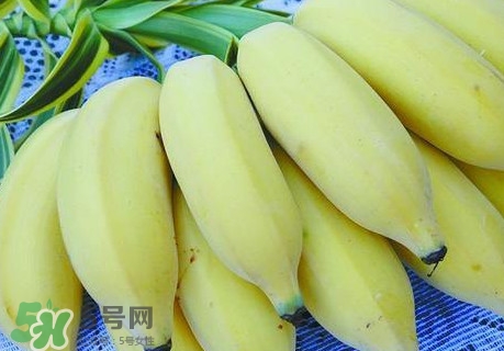 芭蕉和香蕉哪個貴？芭蕉和香蕉哪個好