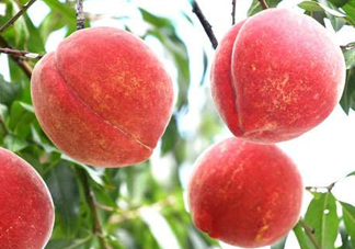 雪桃多少錢一斤？雪桃多少錢一斤2017？