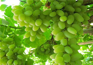 馬奶葡萄和青提區(qū)別 馬奶葡萄和青提有什么區(qū)別？