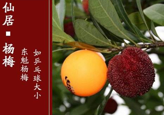 仙居楊梅多少錢一斤？仙居楊梅多少錢一斤2017？