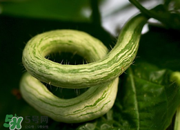 蛇瓜什么時(shí)候種？蛇瓜的種植方法