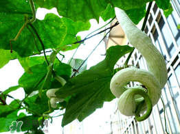 蛇瓜什么時(shí)候種？蛇瓜的種植方法