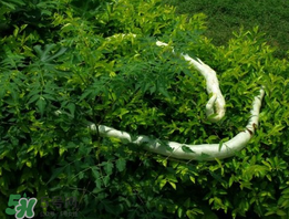 蛇瓜什么時(shí)候種？蛇瓜的種植方法