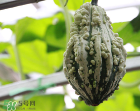 蛇瓜多少錢一斤？蛇瓜種子在哪里買到？