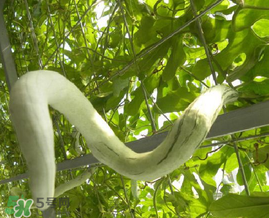 蛇瓜多少錢一斤？蛇瓜種子在哪里買到？