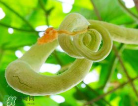 蛇瓜怎么挑選？蛇瓜的選購技巧