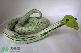 蛇瓜怎么挑選？蛇瓜的選購技巧