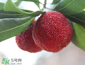 東魁楊梅多少錢一斤？東魁楊梅多少錢一斤2017？